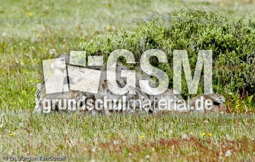 Nandu (14 von 15).jpg